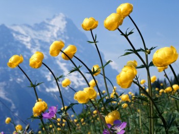 1212089574_alpine-flowers_(1)